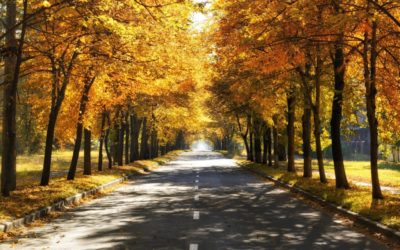 Tree-lined Routes & the Linear Forest