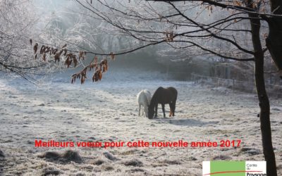 Bonne année 2017