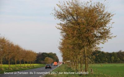 Moissy-Yèbles : les alignements d’arbres le long de routes départementales primées (article du journal Le PARISIEN par Marine LEGRAND)