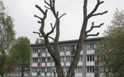 Le saviez-vous un article de BOOMMEESTER.be