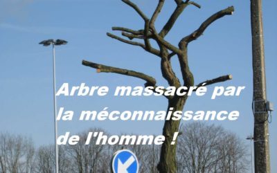 BOOMMEESTER.be    –    pourquoi pas ?