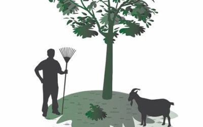 Ecopattes ASBL : une gestion durable de plantes invasives