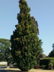 un patrimoine arboré horticole à preserver !