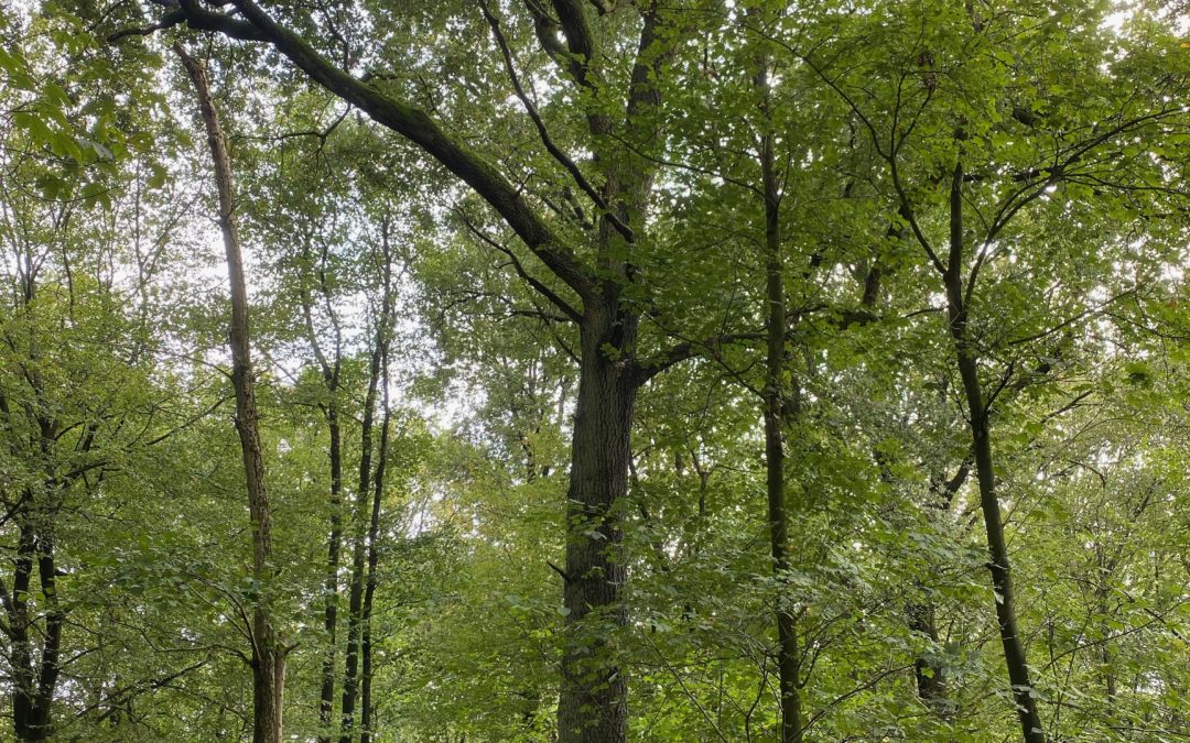 pétition pour préserver le Bois d’Ellinchamps