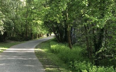 Diversifier les arbres en ville : de Santamour à John Ball
